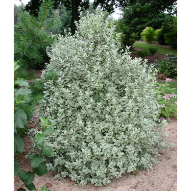 Pittosporum Saundersii