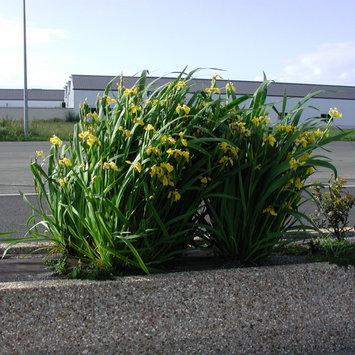 Iris pseudacorus