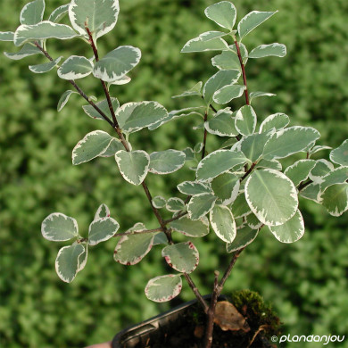 Pittosporum Saundersii