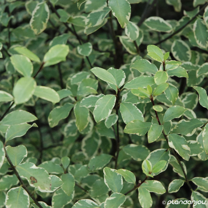 Pittosporum tenuifolium Victoria