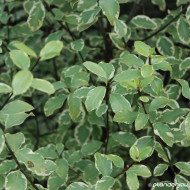 Pittosporum tenuifolium Victoria