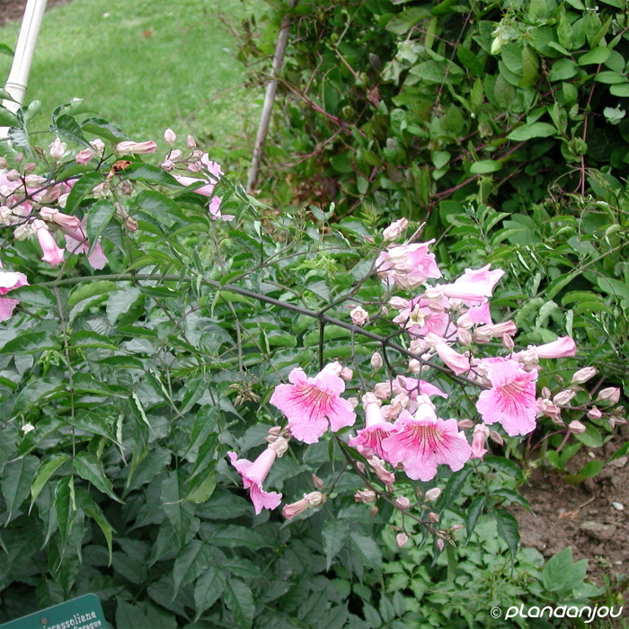 Podranea ricasoliana