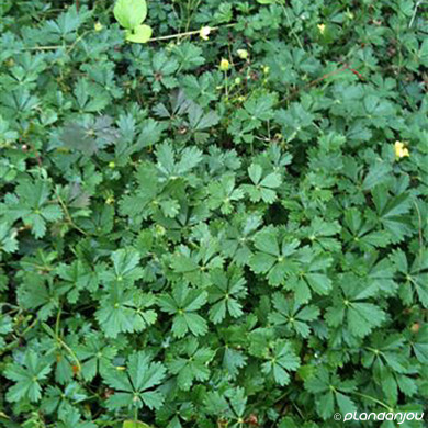 Potentilla neumanniana