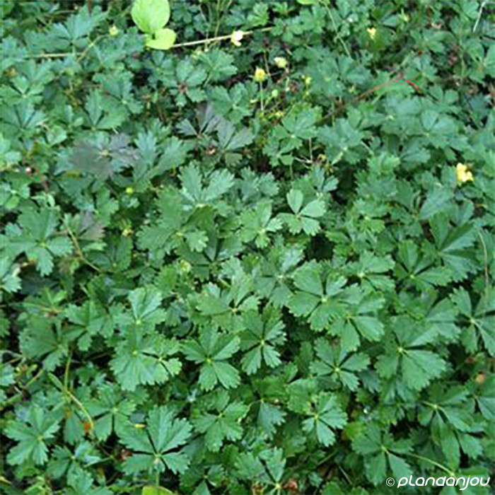 Potentilla neumanniana