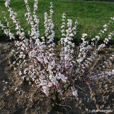 Prunus Tomentosa