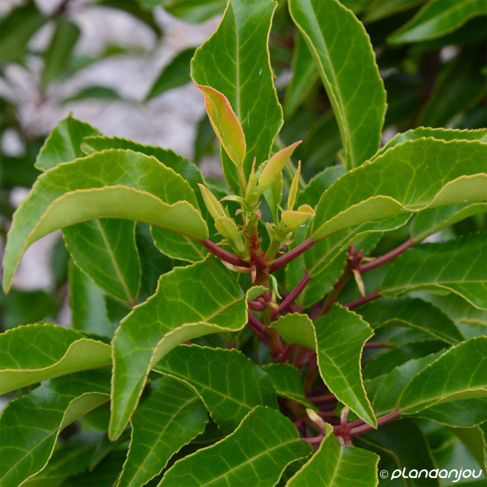 Prunus lusitanica Brenelia C.O.V.