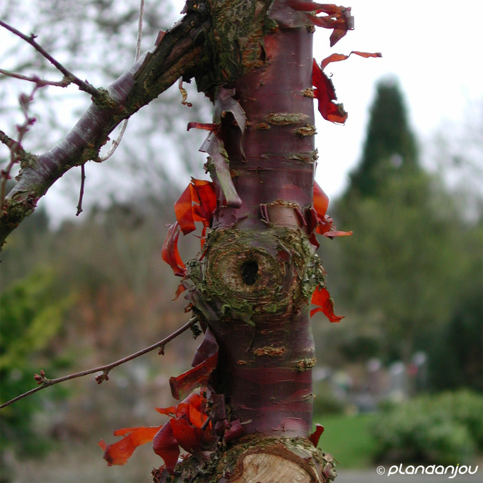 Prunus Tomentosa