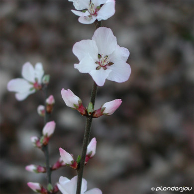 Prunus Tomentosa