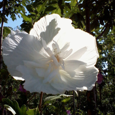 Hibiscus syriacus White Chiffon® notwoodtwo