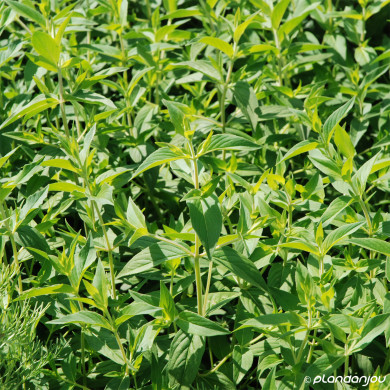 Pycnanthemum muticum