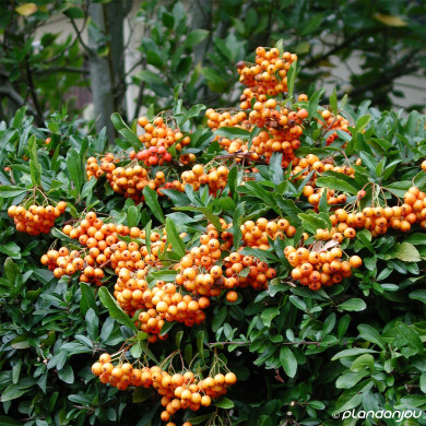 Pyracantha Orange Charmer