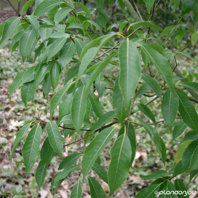 Quercus myrsinifolia