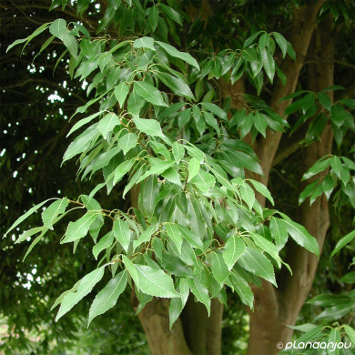 Quercus myrsinifolia