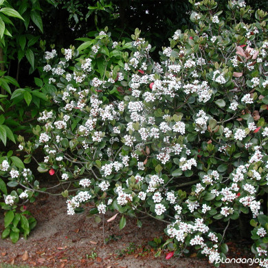 Rhaphiolepis umbellata