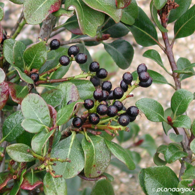 Rhaphiolepis umbellata