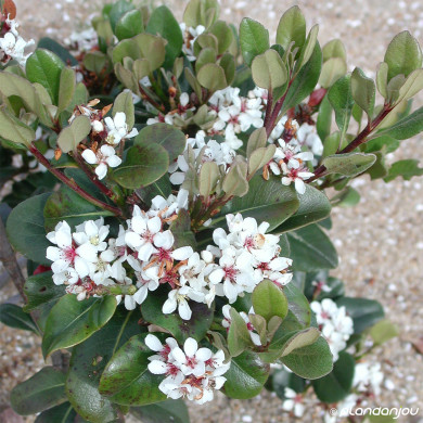 Rhaphiolepis umbellata