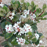 Rhaphiolepis umbellata