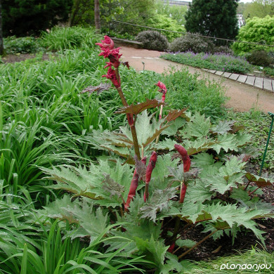 Rheum palmatum