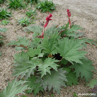 Rheum palmatum
