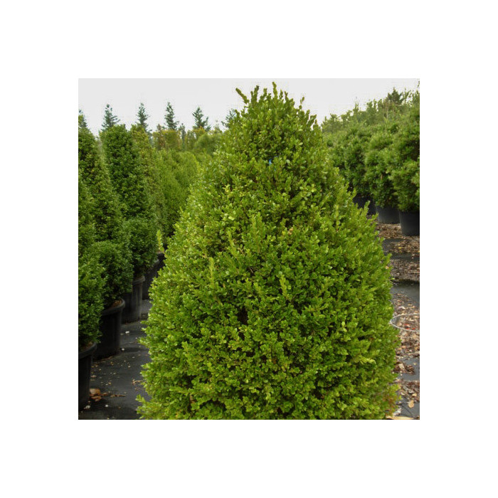 Buxus microphylla 'Faulkner'