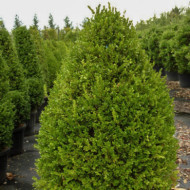 Buxus microphylla 'Faulkner'