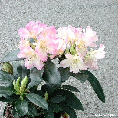 Rhododendron yakushimanum Percy Wiseman