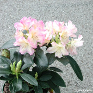 Rhododendron yakushimanum Percy Wiseman