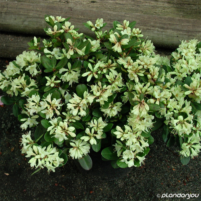 Rhododendron 'Shamrock'