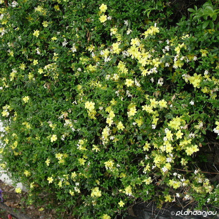 Rosa banksiae Lutea