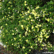 Rosa banksiae Lutea