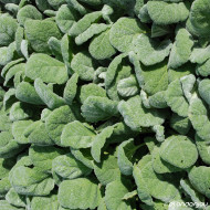 Salvia argentea