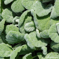 Salvia argentea