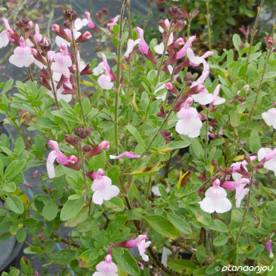 Salvia greggii Mirage Soft Pink® Balmirsopin
