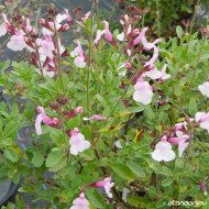 Salvia greggii Mirage Soft Pink® Balmirsopin