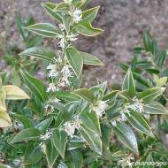 Sarcococca saligna