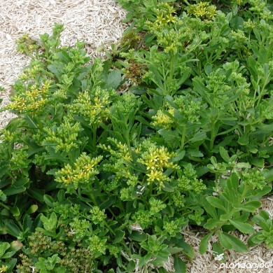 Sedum floriferum