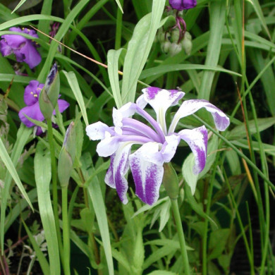 Iris versicolor