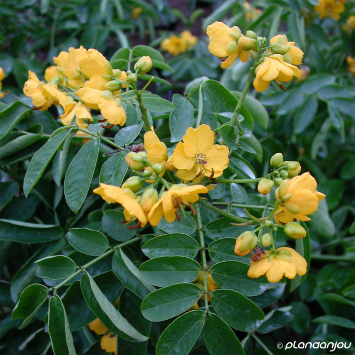 Senna corymbosa