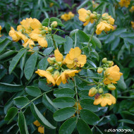 Senna corymbosa
