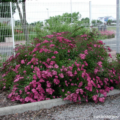 Spiraea japonica Dart'S Red