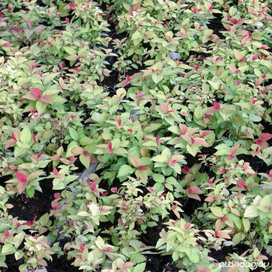 Spiraea Japonica Magic Carpet® Walbuma