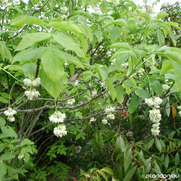 Staphylea Pinnata