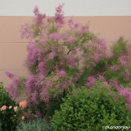 Tamarix ramosissima