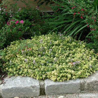 Thymus X citriodorus Aureus