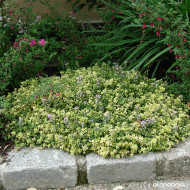 Thymus X citriodorus Aureus