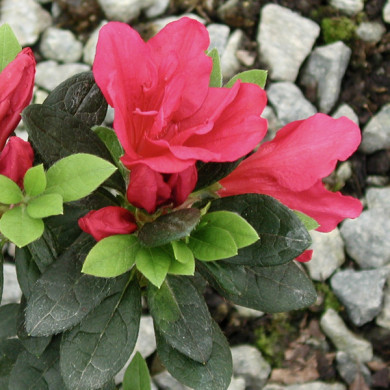 Azalea japonica 'Arabesk'