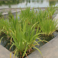 Iris versicolor