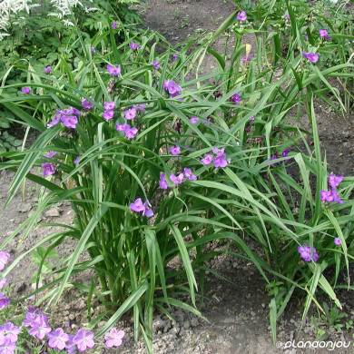 Tradescantia andersoniana Zwanenburg Blue