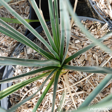Yucca Elata