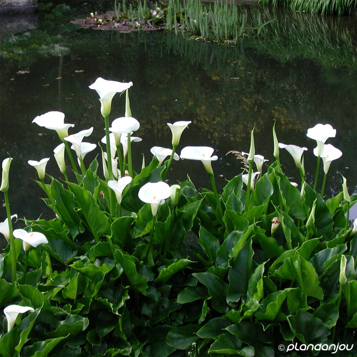 Zantedeschia aethiopica
